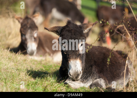 Un jeune âne sauvé au Donkey Sanctuary dans Liscarroll République d'Irlande. Banque D'Images