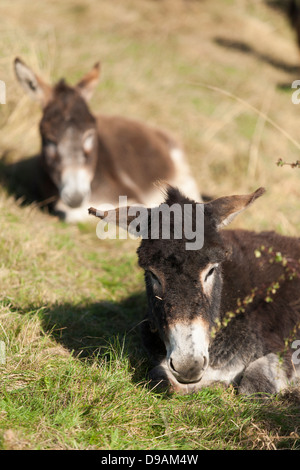 Un jeune âne sauvé au Donkey Sanctuary dans Liscarroll République d'Irlande. Banque D'Images