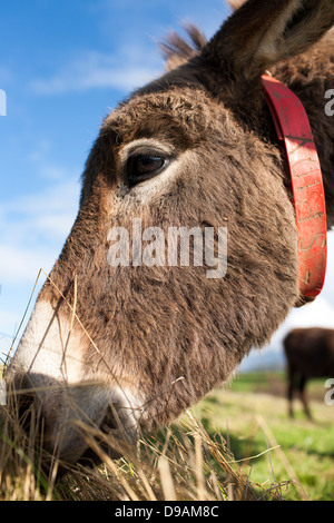 La tête d'un âne de manger du foin et de la paille à l'Donkey Sanctuary dans Liscarroll République d'Irlande. Banque D'Images