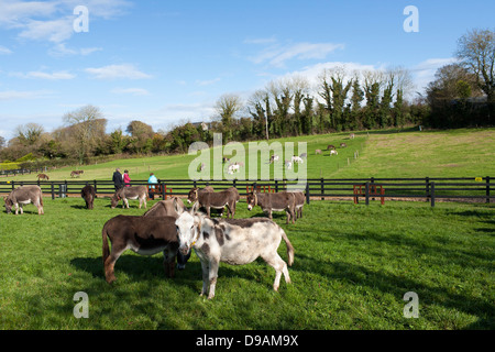 Les ânes paît dans un champ avec les visiteurs se promener et marcher à la Donkey Sanctuary à Liscarroll République d'Irlande. Banque D'Images