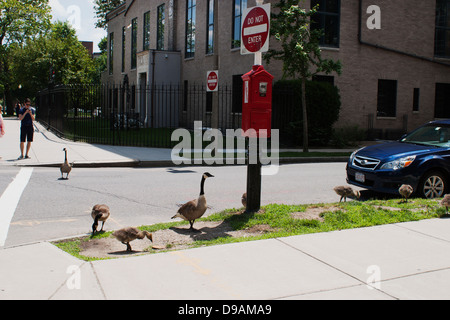 Une famille de bernaches du Canada broute des piste en herbe sur une rue secondaire du Boston Fenway. Banque D'Images