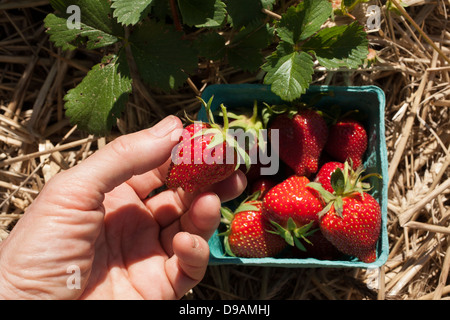 L'U Juin cueillir des fraises sont prêts à l'Agriculture soutenue par la Communauté [CSA] ferme dans le Vermont. Banque D'Images