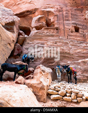 Les ânes à Petra en Jordanie Banque D'Images