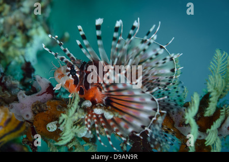 Dendrochirus Zebra poissons lion (zebra) avec les nageoires pectorales large ouvert. Banque D'Images