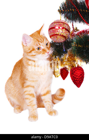 Chat rouge près de l'arbre de Noël branches Banque D'Images