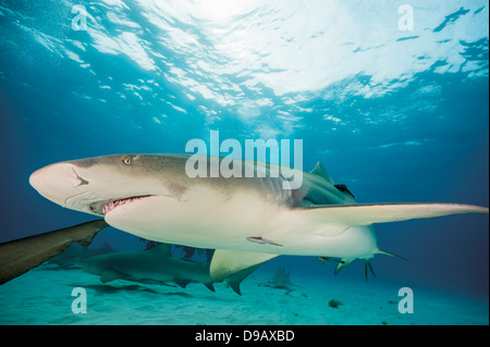 Bahamas, requins citrons dans l'océan Atlantique Banque D'Images