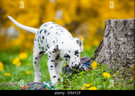 Chiot dalmatien avec toy dans un pré Banque D'Images