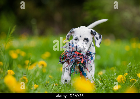 Chiot dalmatien avec toy dans un pré Banque D'Images