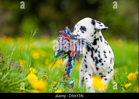 Chiot dalmatien avec toy dans un pré Banque D'Images