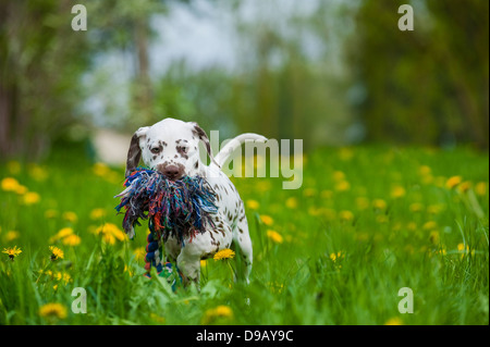 Chiot dalmatien avec toy dans un pré Banque D'Images