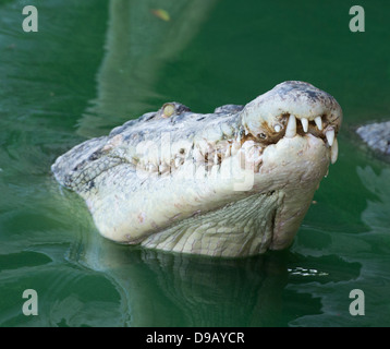 Les crocodiles en Thaïlande. Banque D'Images