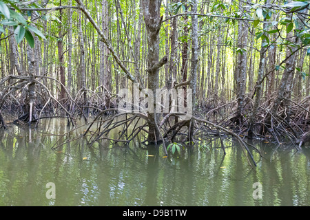 Forêt de mangrove sur la rivière Nam Pak Krabi en Thailande Banque D'Images