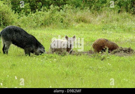 Un groupe de porcs sauvages ou les porcs sauvages reste dans un champ 6 mai 2013 à Cap Canaveral, en Floride. Les porcs mis en Amérique par les explorateurs espagnols ont maintenant plus de 5 millions de dollars et 1,5 milliards de dollars en cause des dégâts aux cultures et paysages. Banque D'Images