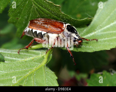 Gros plan très détaillé d'un mâle Cockchafer alias peut Bug (Melolontha melolontha) Banque D'Images