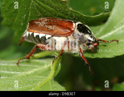 Gros plan très détaillé d'un mâle Cockchafer alias peut Bug (Melolontha melolontha) Banque D'Images