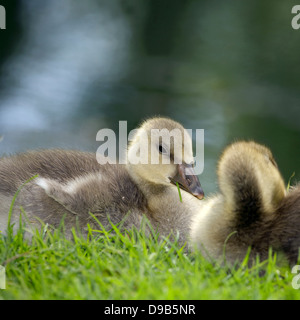 Oison oie cendrée (Anser anser) gosling uk oison jeunes oiseaux poussins poussins oiseaux bébé oiseau commun oie cendrée Banque D'Images