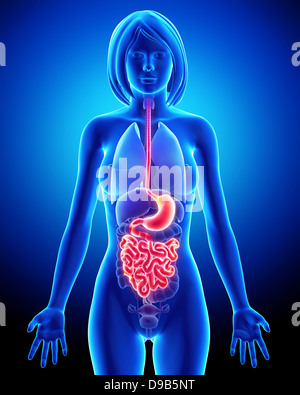 Anatomie du système digestif femelle Banque D'Images