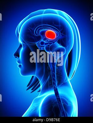 Anatomie du cerveau féminin coupe mésencéphale Banque D'Images