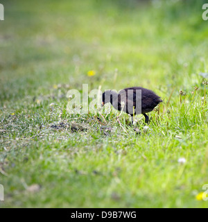 Poussin poule d'eau (Gallinula chloropus) se nourrissent de l'herbe, egocentrique, jeune, de jeunes oiseaux, Poussin, poussins, oiseaux de bébé, commun, Banque D'Images