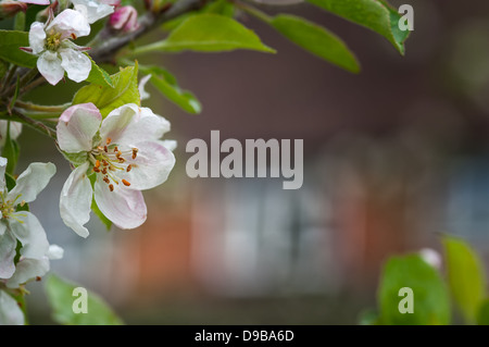 Fleur de pommier avec chambre au-delà Banque D'Images