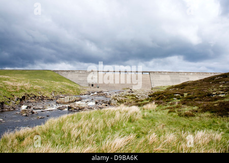 Barrage vert vache dans la région de Teesdale Banque D'Images