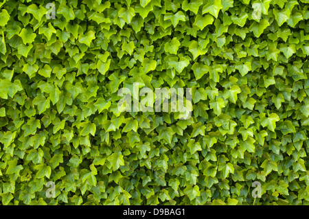 Ivy green texture background Banque D'Images