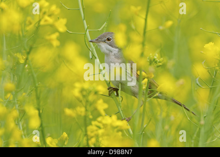 La Fauvette grisette Fauvette grisette Sylvia communis,,, Dorngrasmücke Banque D'Images