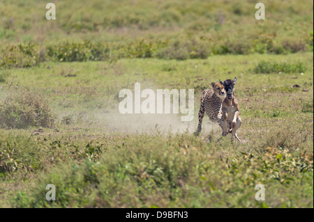 Le gnou guépard chassant un veau, Serengeti, Tanzanie Banque D'Images