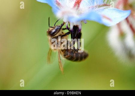 Abeja sobre flor, abeille sur fleur bleue Banque D'Images