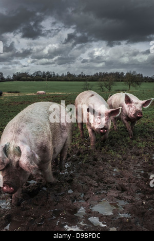 Trois cochons d'exécution Banque D'Images