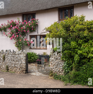 Chaumière, rouge rosier grimpant sur le mur, Devon, Angleterre, Royaume-Uni. Banque D'Images