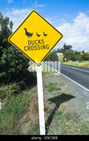 Dh NORTHLAND Nouvelle-zélande Ducks crossing sign attention avertissement signpost nz road Banque D'Images