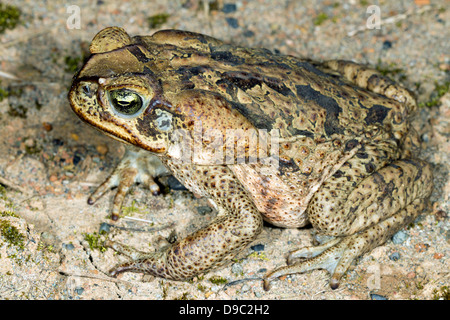 Un grand cane toad (Bufo marinus), de l'Équateur Banque D'Images