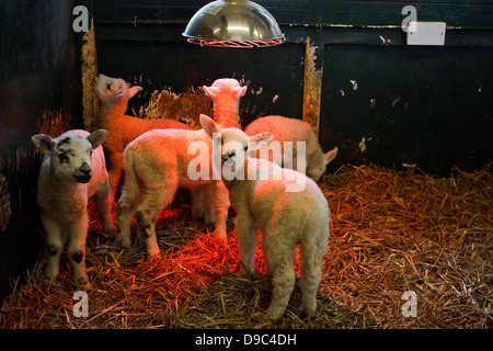 Les Jeunes agneaux élevés à l'intérieur dans un petit enclos par un agriculteur sous une lampe de la chaleur pour les garder au chaud Banque D'Images