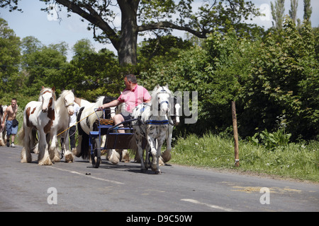 Les Tsiganes dur leurs chevaux à la 'voie clignotant' ou 'Mad mile' pour montrer aux acheteurs à Appleby Horse Fair, en Cumbria, Angleterre Banque D'Images