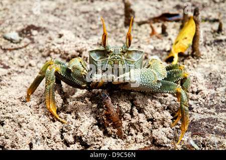 Gros plan d'un crabe fantôme cornu Banque D'Images