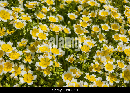 Fermer détail de l 'œuf poché' fleur au printemps. Banque D'Images