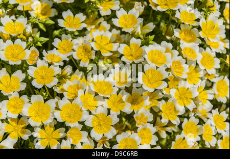 Fermer détail de l 'œuf poché' fleur au printemps. Banque D'Images