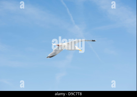 Goéland argenté (Larus argentatus, en vol Banque D'Images