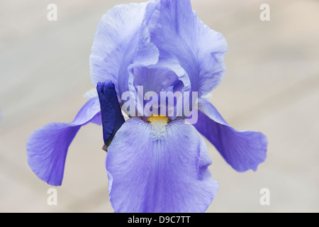 Tall Bearded Iris 'Blue Rhythm' Banque D'Images