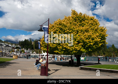 Des gens assis sur des bancs en face d'un arbre jaune près de la rive du lac Wakatipu, Queenstown, Otago, île du Sud, Nouvelle-Zélande Banque D'Images