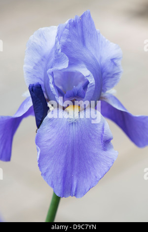 Tall Bearded Iris 'Blue Rhythm' Banque D'Images