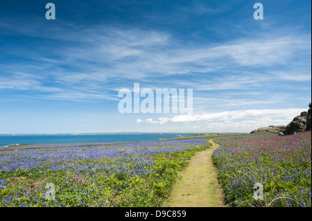 Vue sur l'île de Skomer au printemps, Pembrokeshire, Pays de Galles du Sud, Royaume-Uni Banque D'Images