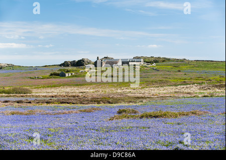 L'ancienne ferme sur l'île de Skomer au printemps, Pembrokeshire, Pays de Galles du Sud, Royaume-Uni Banque D'Images