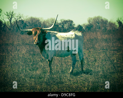Vache Texas Longhorn Banque D'Images