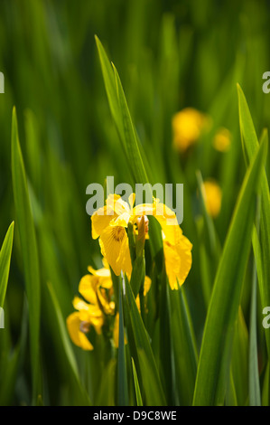 Drapeau jaune, Iris pseudacorus, en fleurs Banque D'Images