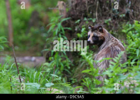Le chien viverrin (Nyctereutes procyonoides), Europe Banque D'Images