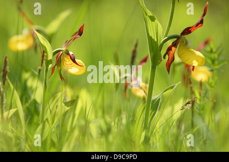 Lady's Slipper Orchid's (Cypripedium calceolus), Europe Banque D'Images