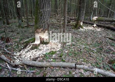 Castor (Castor fiber) arbres endommagés dans la forêt, l'Estonie, Europe Banque D'Images