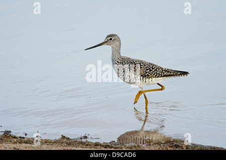 Le Petit chevalier (Tringa flavipes), Bosque del Apache National Wildlife Refuge, Socorro Co., New Mexico, USA. Banque D'Images